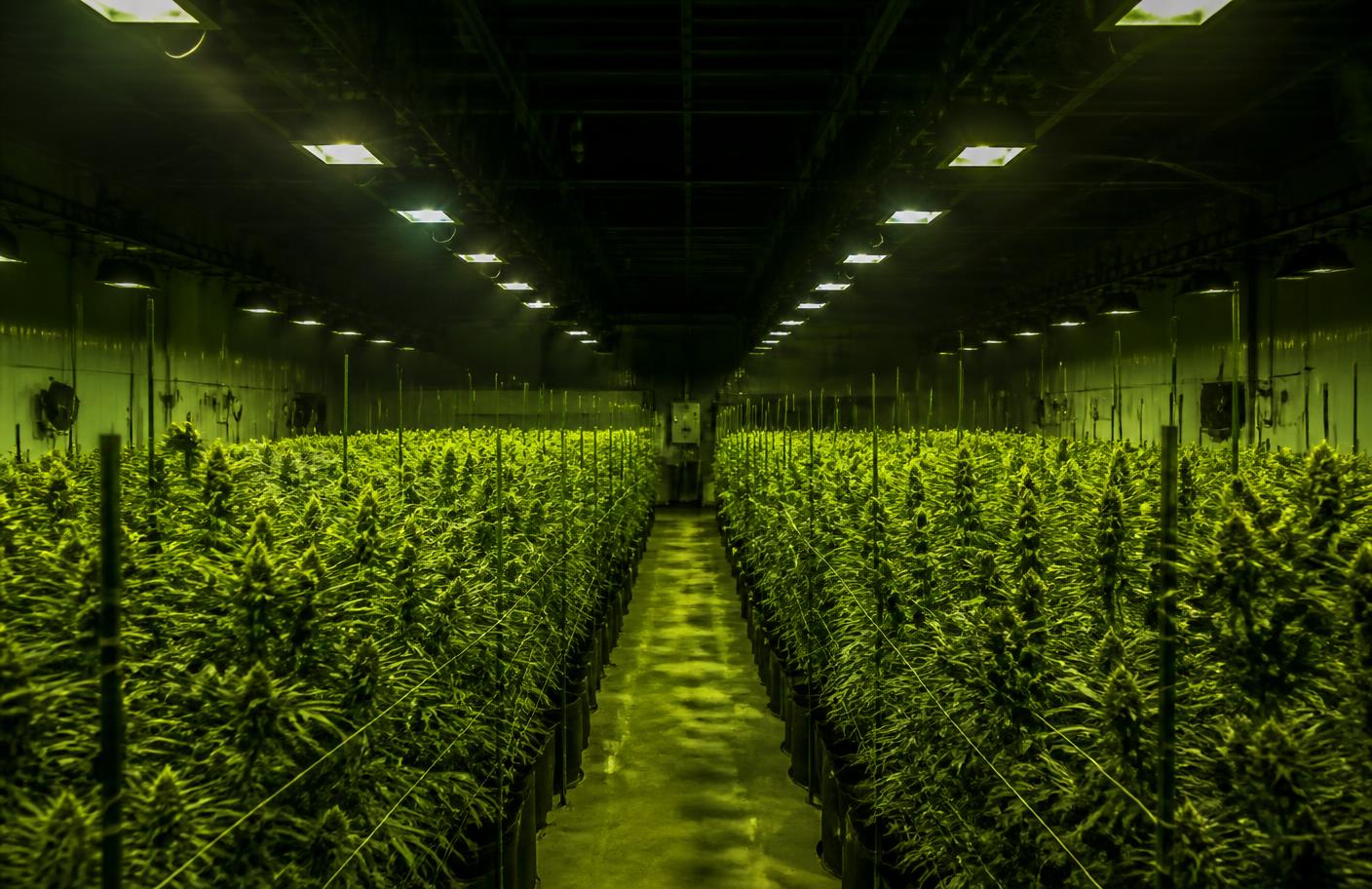 Rows of cannabis plants under commercial grow lighting inside a licensed Missouri cultivation facility